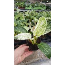 Philodendron birkin 12 cm pot
