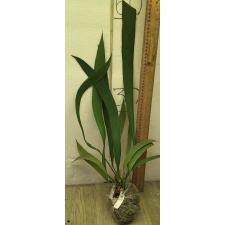 Антуриум виттарифолиум (Зеленый Лист) / Anthurium vittarifolium (green leaf) 9