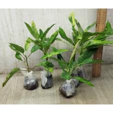 Codiaeum Variegated A-65