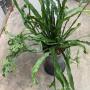 Microsorum sp.(T02) Crested.