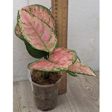 Аглаонема Аньямани Роза / Aglaonema Anyamane Rose A-14