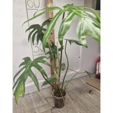 Филодендрон сп. ангустисектум / philodendron sp angustisectum