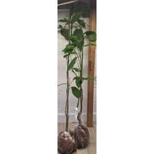 Кананга одората вариация фрутикоса / Cananga odorata var. fruticosa 18А