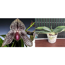 Папхиопедилум Ролфи (= ротшильдианум × беллатулум) /Paph. Rolfei (= rothschildianum x bellatulum)