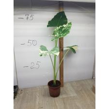 alocasia macrorrhiza variegata 2500p