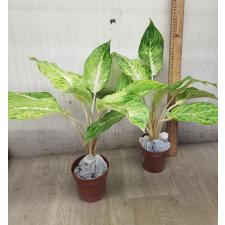 Aglaonema Snow white A-74