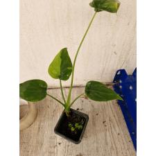 Alocasia cucullata gold variegated квадратный горшок 850р