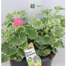 Pelargonium albomarginata 50р черенки
