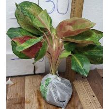 Аглаонема Мисс Мир / Aglaonema Miss world A-104