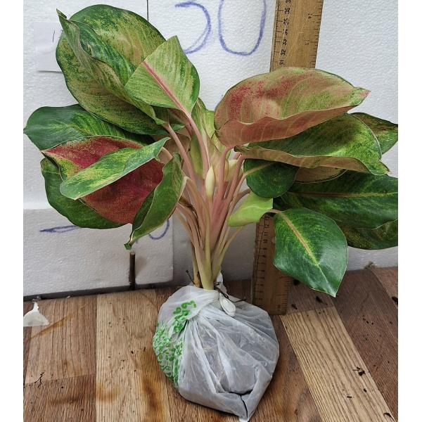 Аглаонема Мисс Мир / Aglaonema Miss world A-104
