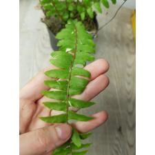 Nephrolepis exaltata variegated