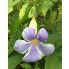 Thunbergia erecta 'Fairy Moon 629