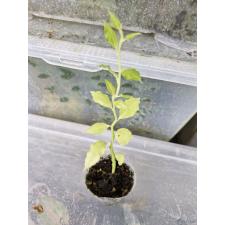 Pedilanthus Zigzag Lime (pure white) 1.5" pot  Д900p