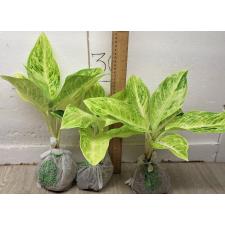 Аглаонема Сан дроп / Aglaonema Sun drop A-38