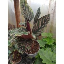 Calathea Sanderiana 12 cm pot