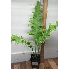Микросорум сп Африка / Microsorum sp. Africa pot