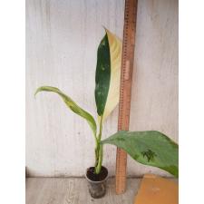 dieffenbachia sp Yellow variegated pot 1a