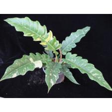 Philodendron 'Ring of Fire' 1500p