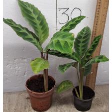 Калатея Варшевича / calathea warscewiczii