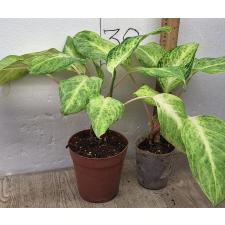Аглаонема Желтый Монгкон / Aglaonema Yellow Mongkon A-115