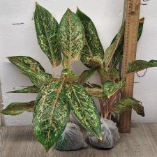 Аглаонема 20 Карат. / Aglaonema 20 Karat A-2
