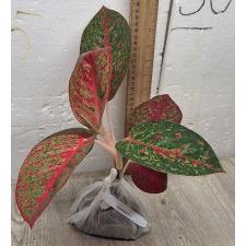 Аглаонема Саб Монгкол. / Aglaonema Sub Mongkol A-37