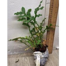 Drynaria bonii (Dwarf) 80