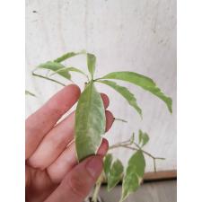 Tabernaemontana divaricata 'Silver leaf'
