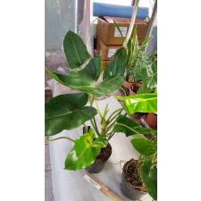 Philodendron sp Burle Max pot уценка 750р
