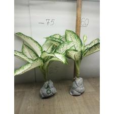 Dieffenbachia delilah