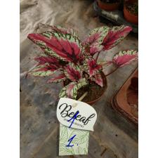 begonia rex mix 1