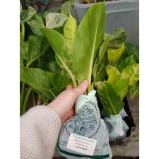 Philodendron moonlight variegated