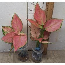 Аглаонема Розовая малышка / Aglaonema Baby Pink A-19