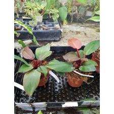 philodendron-cherry-red-potd pot
