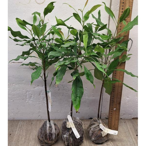 Сизигиум ароматикум. / Syzygium aromaticum (Гвоздичное дерево)
