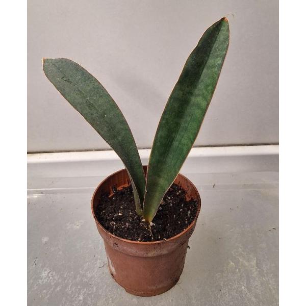 Sansevieria hallii Blue Bat