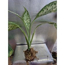 Dieffenbachia White Blizzard pot 2200р