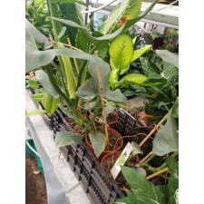 Philodendron 'silver Queen' 19 см. 1100р