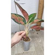 Aglaonema Chang Dang стакан