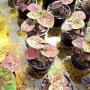 Caladium C-14