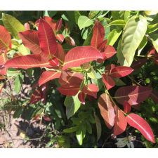 Фикус сп.(Т33) Накорн Фантом, Таиланд /  Ficus sp.(T33) Nakorn Pathom Thailand 116