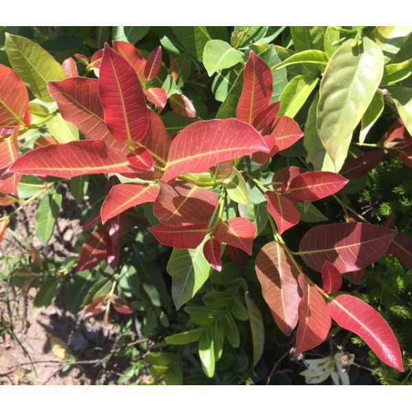 Фикус сп.(Т33) Накорн Фантом, Таиланд /  Ficus sp.(T33) Nakorn Pathom Thailand 116