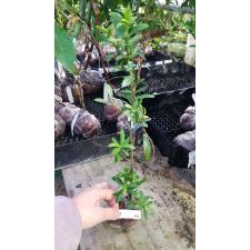 Ixora sp.(T01) variegata (yellow flower)456