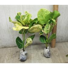 Codiaeum A66 Kong gra phun