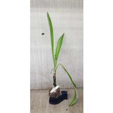 Crinum asiaticum albomarginata 159