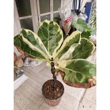 Ficus lyrata variegata