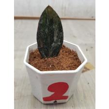 Zamioculcas zamiifolia black variegated (1 leaves) НОМЕР 2