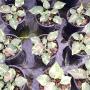 Caladium C-19
