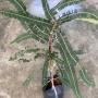 Phyllanthus emblica (India clone)(grafted)