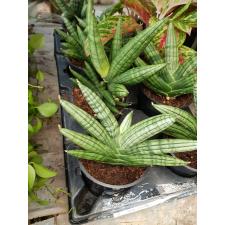 Sansevieria Cyl. 12